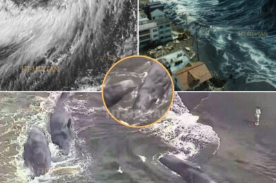 ‘A WARNING FROM THE DEEP?’—MYSTERIOUS MASS STRANDING OF WHALES AFTER EARTHQUAKE AND TSUNAMI SENDS SHOCKWAVES ACROSS THE PACIFIC!  The phenomenon of whales beaching a NEW, UNSEEN Omen from nature.   In a strange and unsettling turn of events, four giant whales were found stranded on the shore of Tateyama City, Japan, just after a devastating 8.8-magnitude earthquake and tsunami hit the Pacific region. The whales’ sudden beaching, following the natural disaster, has sparked widespread speculation—could this be a new, unseen omen from nature?  With the disaster causing minimal physical damage, the mysterious stranding of whales has left experts and locals alike questioning if this is a sign of something far worse to come. Is this an eerie warning or just another bizarre natural occurrence?  The full story behind the ominous whale stranding and what it could mean for the future of the Pacific coast is unfolding now. Full details below