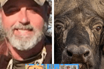 “Texas Billionaire’s Arrogant Safari Ends in Blood: The Buffalo That Showed Who’s Boss”