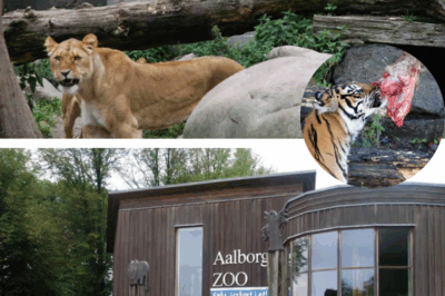 You Won’t Believe What This Danish Zoo Just Asked You to Do… 