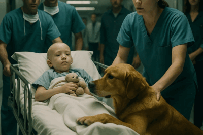 (CH1) I Tried to Wheel an 8-Year-Old Into Surgery, But His Dog Refused to Let Us Pass — The Reason Left Everyone Speechless