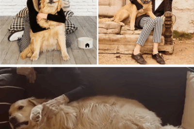 Diane Keaton left $5 MILLION to her golden retriever Reggie