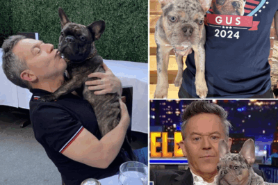 (CH1) GREG GUTFELD WALKED INTO A DYING ANIMAL SHELTER — WHAT HE SAID NEXT SAVED 39 DOGS FROM EUTHANASIA  There was no camera crew. No press release. Just a man walking quietly into a shelter with 48 hours left on the clock.  Staff had already braced for the worst. The bills weren’t paid. Adoptions had stopped. And in just two days, 39 dogs were scheduled to be put down.  But then, Greg Gutfeld — best known for his sharp tongue on-screen and fierce heart off it — appeared. And what he did inside that crumbling shelter is now being called “the most quietly heroic act no one expected.”  He didn’t give a speech. He didn’t ask for a favor. He walked to the very back, knelt beside a weak old dog named Buddy, and changed everything — for the shelter, for the animals, and for anyone who still believes kindness doesn’t need an audience.  You won’t believe how far he went. And why people are now calling him the most unlikely savior of the year. Full photos, timeline, and the moment that saved 39 lives — all in the first comment 👇