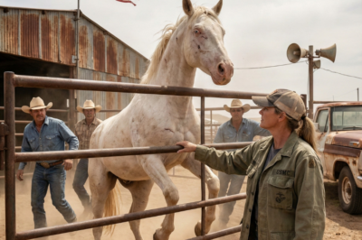 Everyone Ignored the Injured White Horse — Until a Woman in a Worn Marine Jacket Walked Up and Asked a Single Question